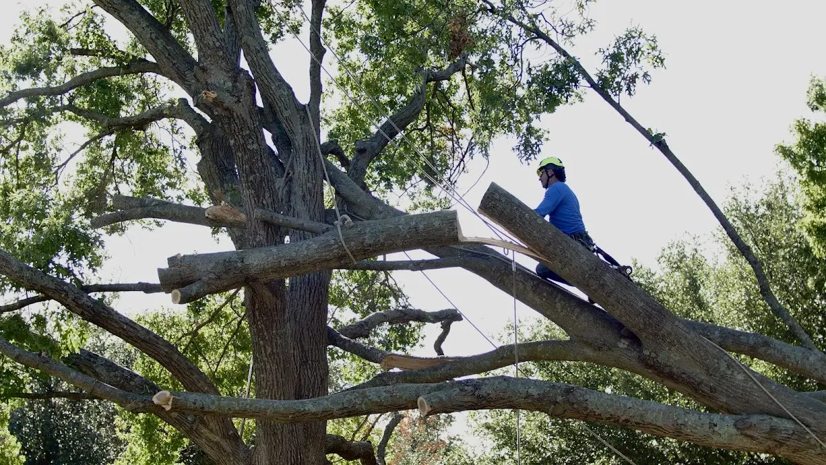 Professional Hazardous Tree Removal performed by certified arborists in Groveport