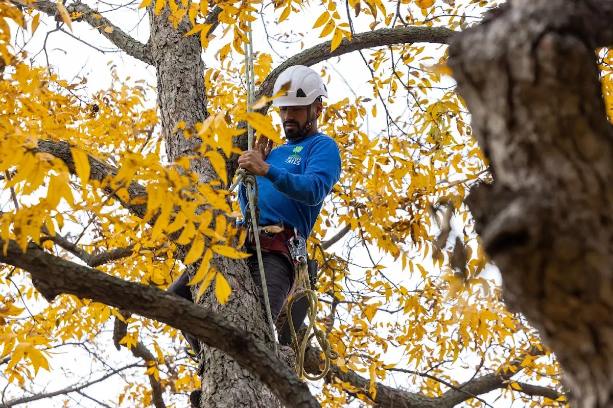 Skilled Tree Planting crew working in Groveport